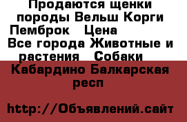 Продаются щенки породы Вельш Корги Пемброк › Цена ­ 40 000 - Все города Животные и растения » Собаки   . Кабардино-Балкарская респ.